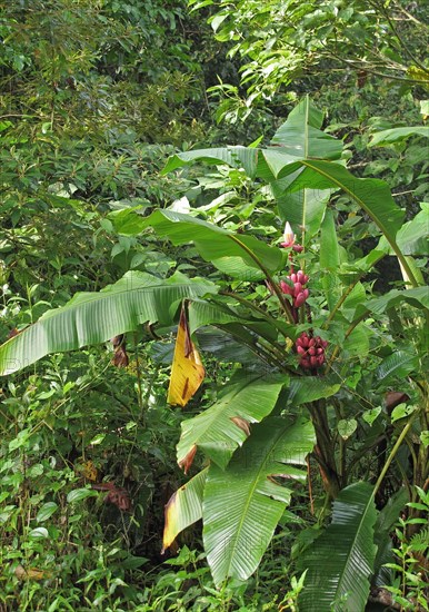 Pink red banana