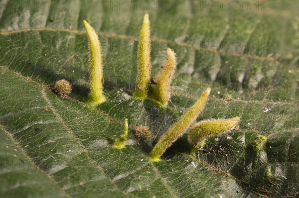 Lime Nail-gall Mite