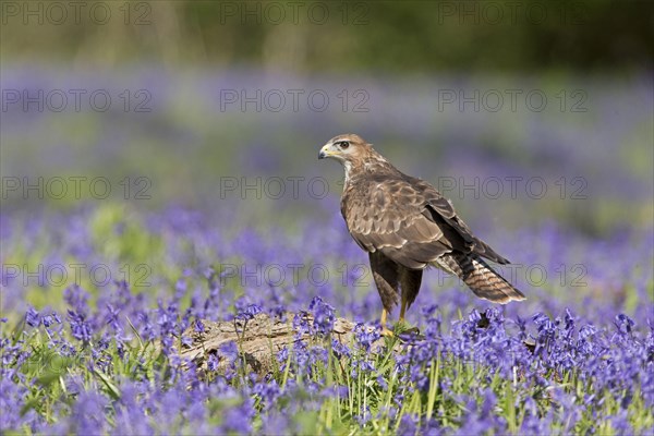 Common steppe buzzard