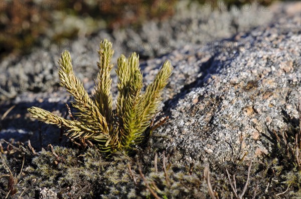 Fir Clubmoss