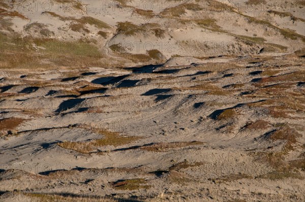 View of shortgrass prairie habitat