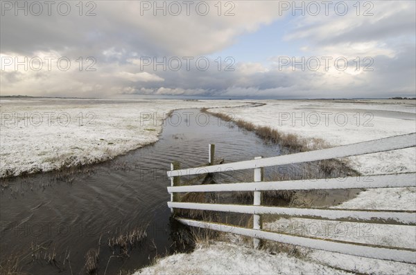Cattle fence and grazing marsh habitat in the snow