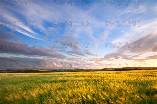 View across a field of barley swaying in the breeze in the late evening sun towards the coast