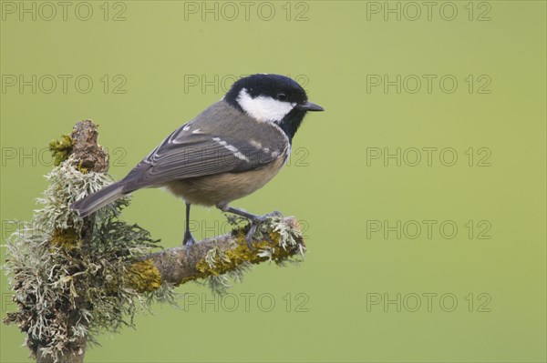 Coal tit