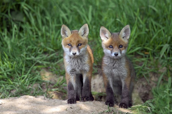 Two cute red fox