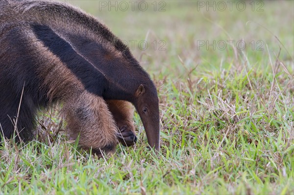 Giant anteater