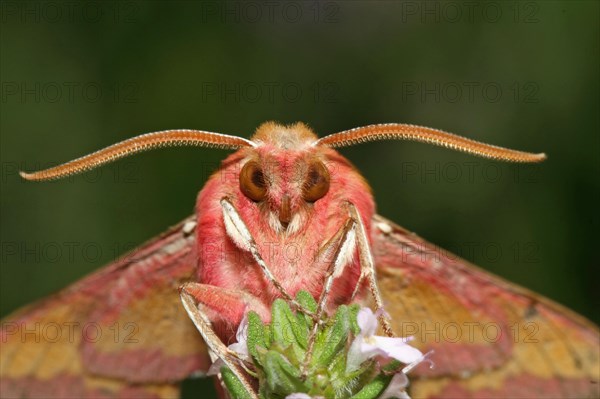 Small elephant hawk-moth