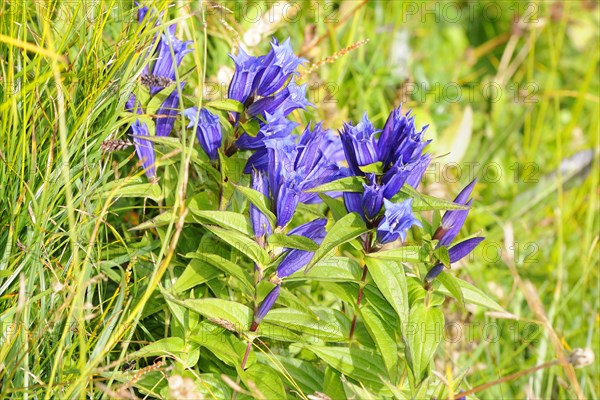 Willow Gentian