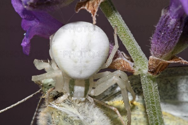 Variable crab spider