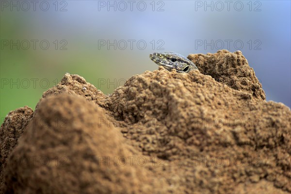 Bengal bengal monitor