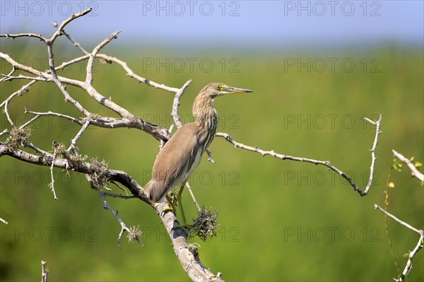 Indian pond heron