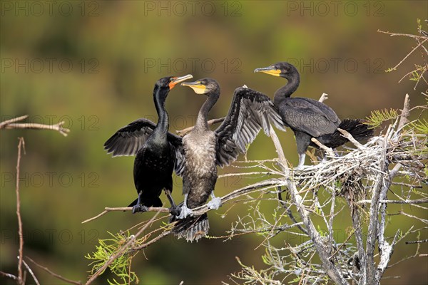 Olivaceous cormorant