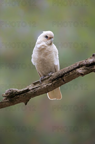 Little corella