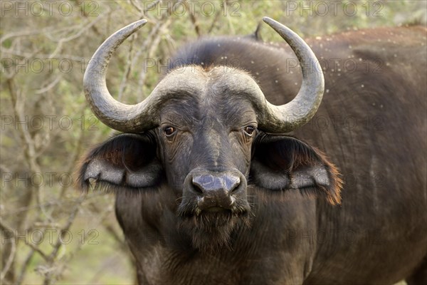 African buffalo