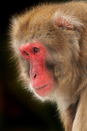 Red-faced macaque