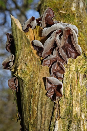 Jew's ear