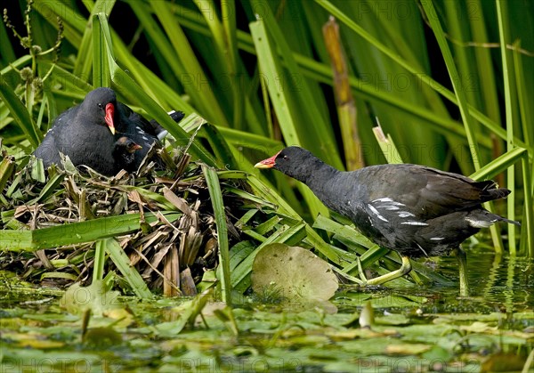 Moorhen