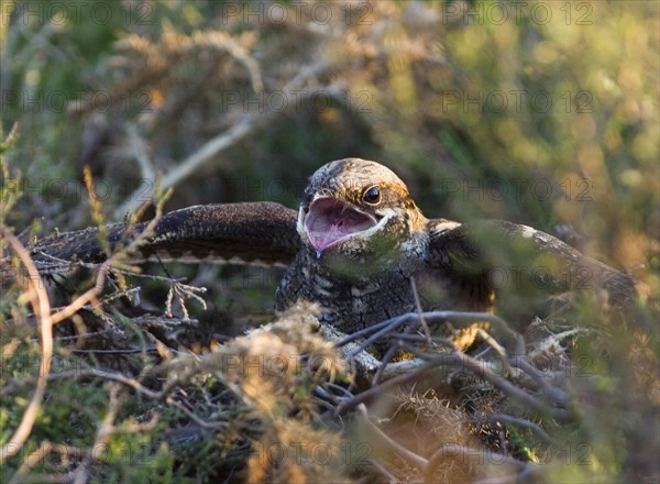 Eurasian european nightjar