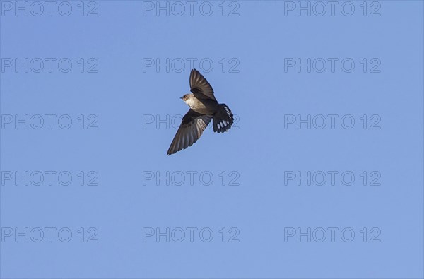 Eurasian crag martin