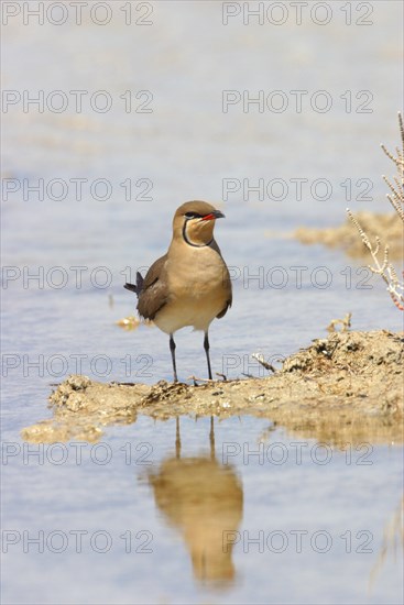 Red-winged Pratincole