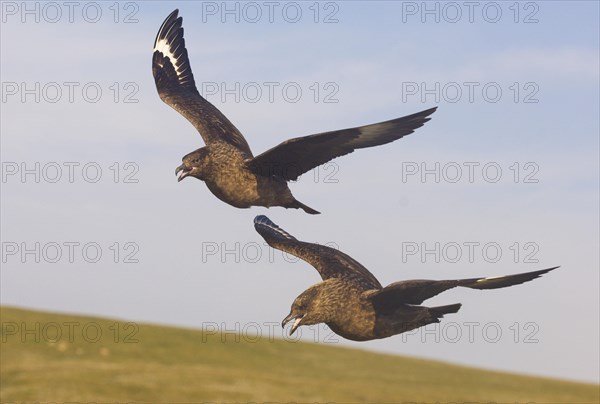 Great Skua