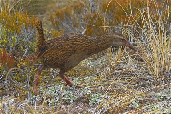 Weka