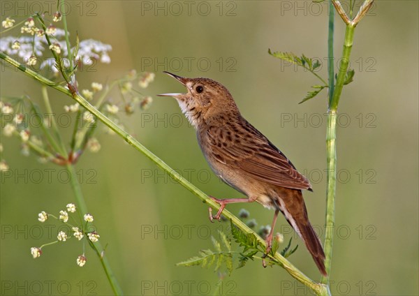 Common grasshopper warbler