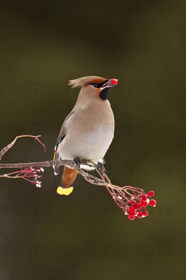 Waxwing