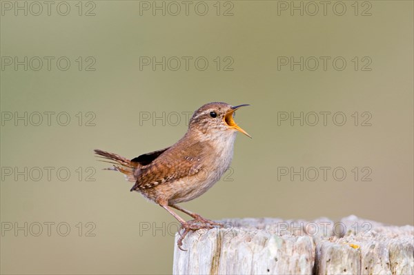 Winter Wren