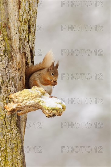 Eurasian red eurasian red squirrel