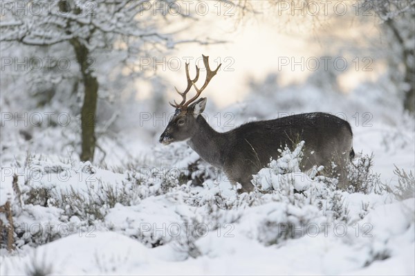 Fallow Deer