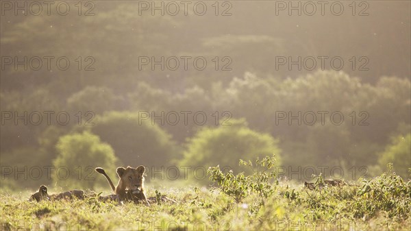 Masai Lion