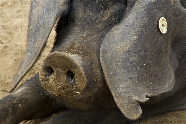 Ear tag on Large Black pig