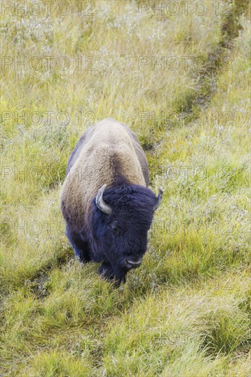 North American Bison