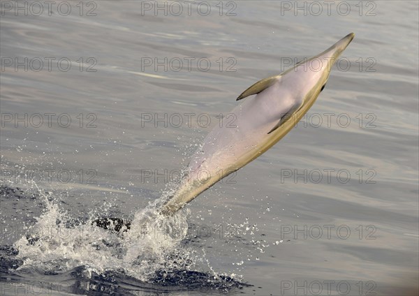 Short-beaked Common Dolphin