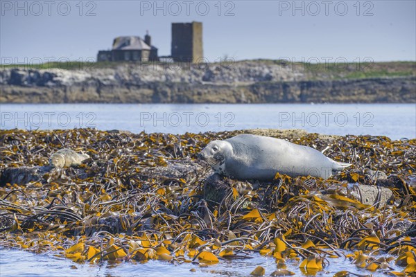 Grey Seal