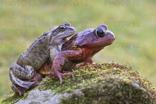 Grass Frog