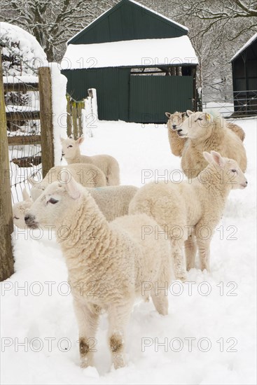 Domestic sheep