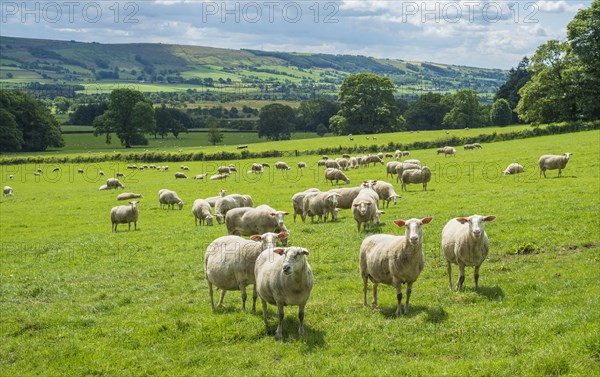 Domestic Sheep