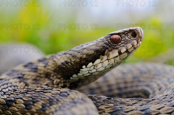 European Adder