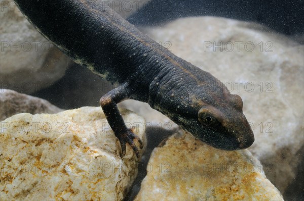 Sardinian brook salamander