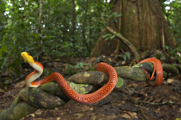 Adult yellow-headed snake