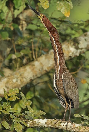 Reddish Tiger Heron