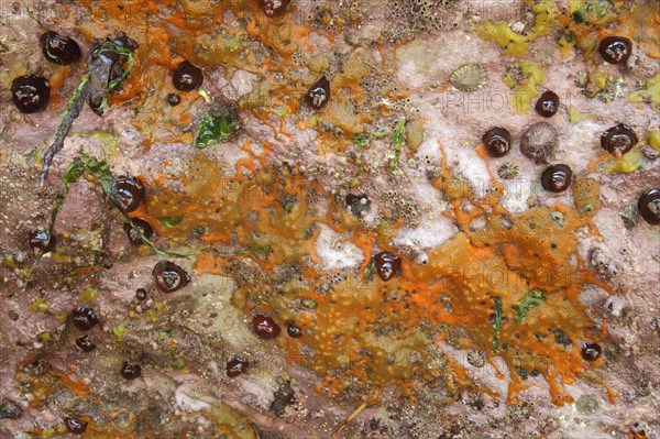 Group of beadlet anemone