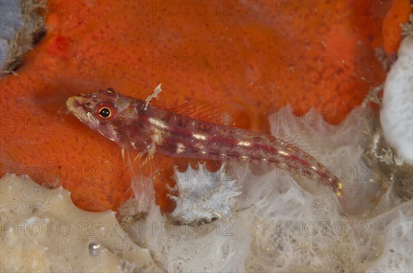 Longjaw Triplefin