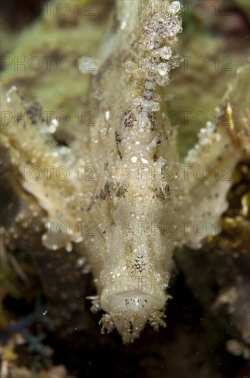 Leaf scorpionfishes