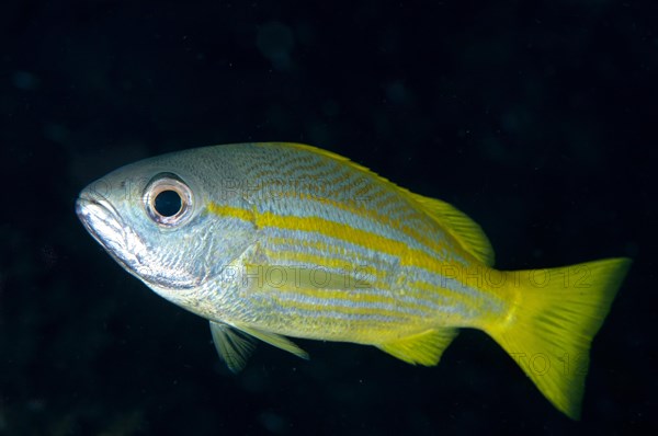 Bigeye snapper