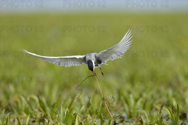 Whiskered Tern