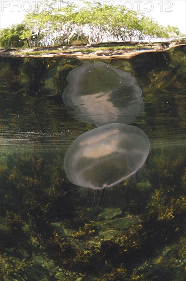 Common common jellyfish