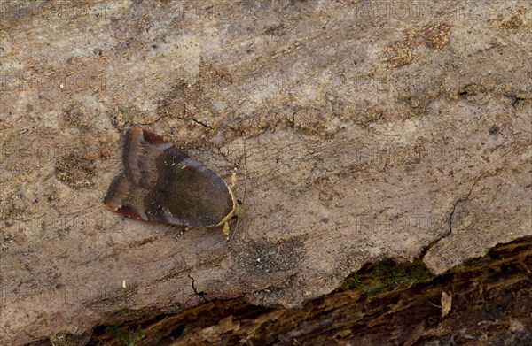 Janthina banded owl